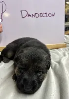 Dandelion , a female German Shepherd Dog for sale in Pacific, WA – 2 of 5