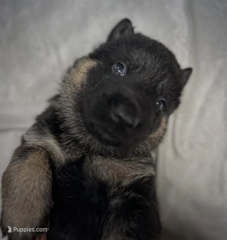Crockett  – German Shepherd Dog puppy for sale in Pacific, WA