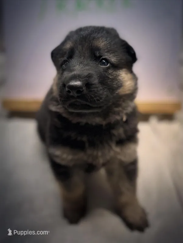 Tracker – German Shepherd Dog puppy for sale in Pacific, WA