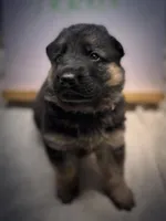 Tracker, a male German Shepherd Dog for sale in Pacific, WA – 1 of 5