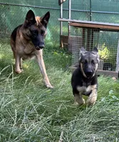Meadow, a female German Shepherd Dog for sale in Pacific, WA – 7 of 10