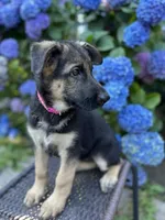 Meadow, a female German Shepherd Dog for sale in Pacific, WA – 4 of 10
