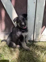 Meadow, a female German Shepherd Dog for sale in Pacific, WA – 3 of 10