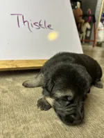 Thistle , a female German Shepherd Dog for sale in Pacific, WA – 2 of 3