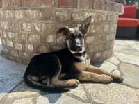 Meadow , a female German Shepherd Dog for sale in Pacific, WA – 3 of 7