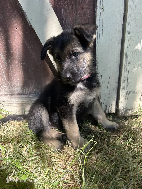 Meadow – German Shepherd Dog puppy for sale in Pacific, WA