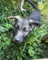 Meadow, a female German Shepherd Dog for sale in Pacific, WA – 9 of 10