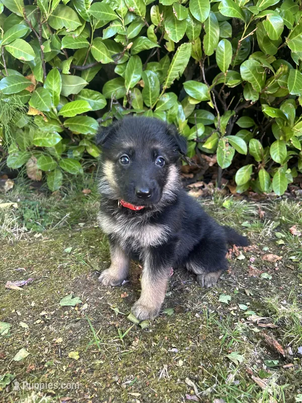 Clover – German Shepherd Dog puppy for sale in Pacific, WA