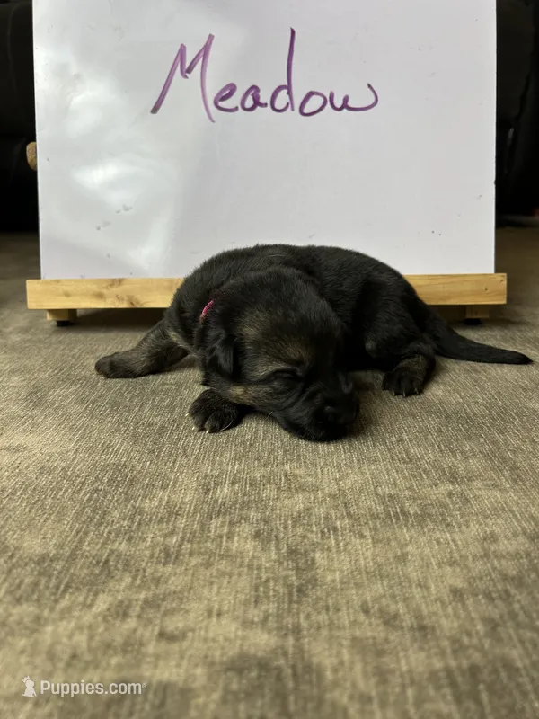 Meadow – German Shepherd Dog puppy for sale in Pacific, WA