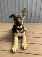 Meadow , a female German Shepherd Dog for sale in Pacific, WA – 4 of 7