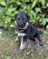 Meadow, a female German Shepherd Dog for sale in Pacific, WA – 10 of 10