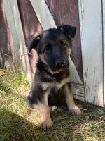 Meadow, a female German Shepherd Dog for sale in Pacific, WA – 2 of 10