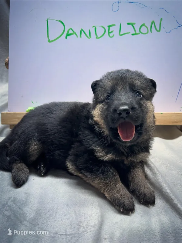 Dandelion  – German Shepherd Dog puppy for sale in Pacific, WA