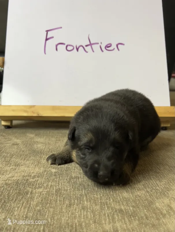 Frontier  – German Shepherd Dog puppy for sale in Pacific, WA