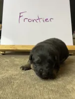 Frontier , a male German Shepherd Dog for sale in Pacific, WA – 1 of 3