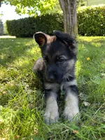 Meadow, a female German Shepherd Dog for sale in Pacific, WA – 7 of 10