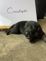 Crockett , a male German Shepherd Dog for sale in Pacific, WA – 2 of 3