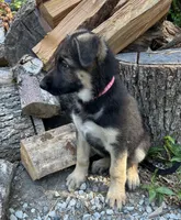 Meadow, a female German Shepherd Dog for sale in Pacific, WA – 8 of 10