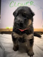 Clover, a female German Shepherd Dog for sale in Pacific, WA – 3 of 5