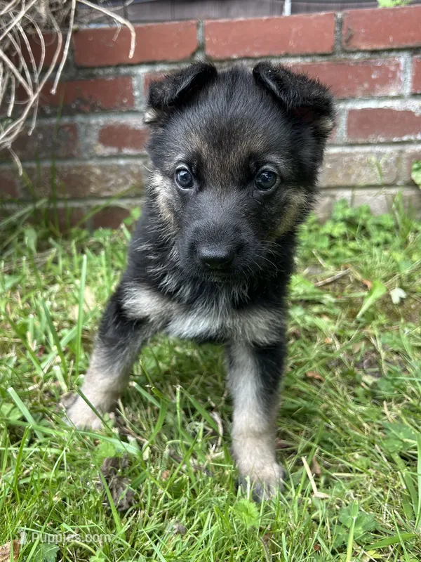 Meadow – German Shepherd Dog puppy for sale in Pacific, WA