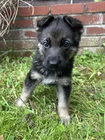 Meadow, a female German Shepherd Dog for sale in Pacific, WA – 8 of 10
