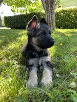 Meadow, a female German Shepherd Dog for sale in Pacific, WA – 6 of 10