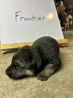 Frontier , a male German Shepherd Dog for sale in Pacific, WA – 2 of 3