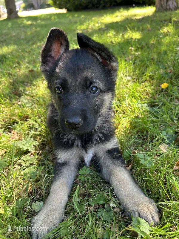 Meadow – German Shepherd Dog puppy for sale in Pacific, WA