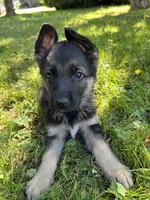 Meadow, a female German Shepherd Dog for sale in Pacific, WA – 4 of 10