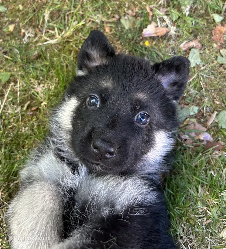 Thistle  – German Shepherd Dog puppy for sale in Pacific, WA