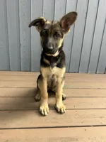 Meadow , a female German Shepherd Dog for sale in Pacific, WA – 5 of 7