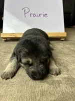 Prairie , a female German Shepherd Dog for sale in Pacific, WA – 3 of 3