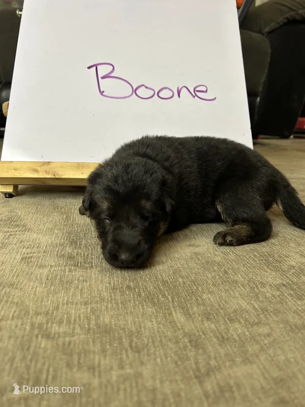 Boone – German Shepherd Dog puppy for sale in Pacific, WA