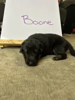 Boone, a male German Shepherd Dog for sale in Pacific, WA – 1 of 3