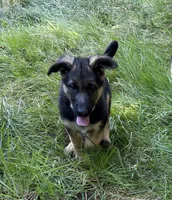 Meadow, a female German Shepherd Dog for sale in Pacific, WA – 6 of 10