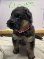 Clover, a female German Shepherd Dog for sale in Pacific, WA – 2 of 5