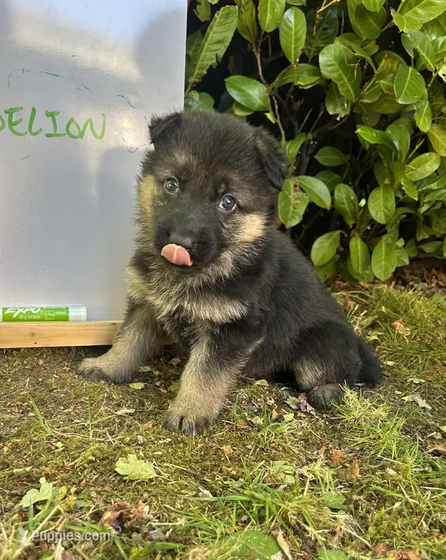 Dandelion  – German Shepherd Dog puppy for sale in Pacific, WA