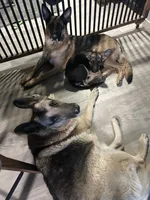 Meadow , a female German Shepherd Dog for sale in Pacific, WA – 2 of 7