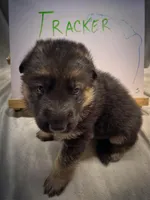 Tracker, a male German Shepherd Dog for sale in Pacific, WA – 2 of 5