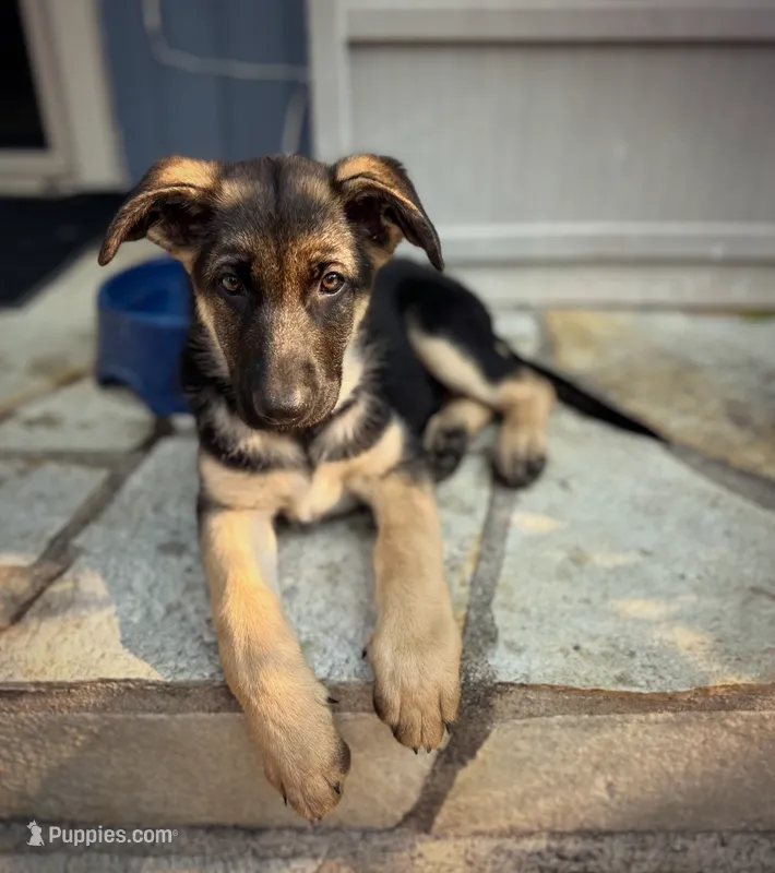 Meadow – German Shepherd Dog puppy for sale in Pacific, WA