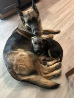 Meadow, a female German Shepherd Dog for sale in Pacific, WA – 2 of 10