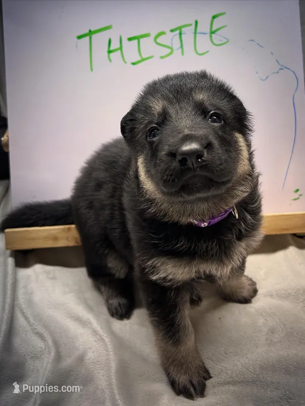 Thistle  – German Shepherd Dog puppy for sale in Pacific, WA