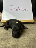 Dandelion , a female German Shepherd Dog for sale in Pacific, WA – 2 of 3