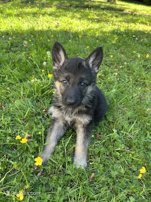 Dandelion  – German Shepherd Dog puppy for sale in Pacific, WA
