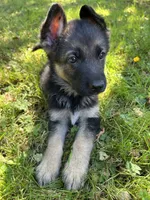 Meadow, a female German Shepherd Dog for sale in Pacific, WA – 5 of 10
