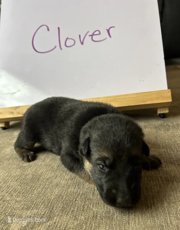 Clover – German Shepherd Dog puppy for sale in Pacific, WA