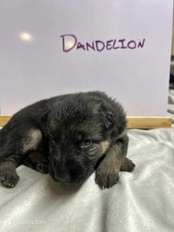 Dandelion  – German Shepherd Dog puppy for sale in Pacific, WA