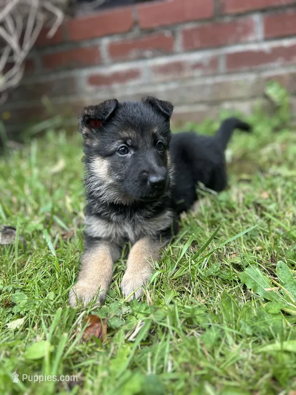 Clover – German Shepherd Dog puppy for sale in Pacific, WA