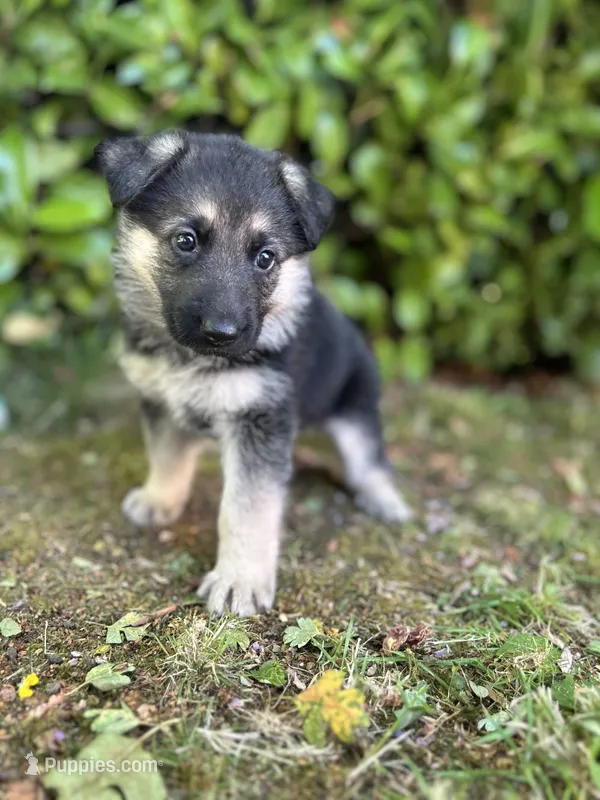 Prairie  – German Shepherd Dog puppy for sale in Pacific, WA