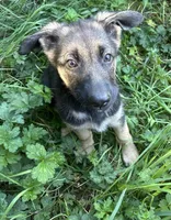 Meadow, a female German Shepherd Dog for sale in Pacific, WA – 5 of 10